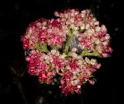 Eriogonum compositum 19-4684